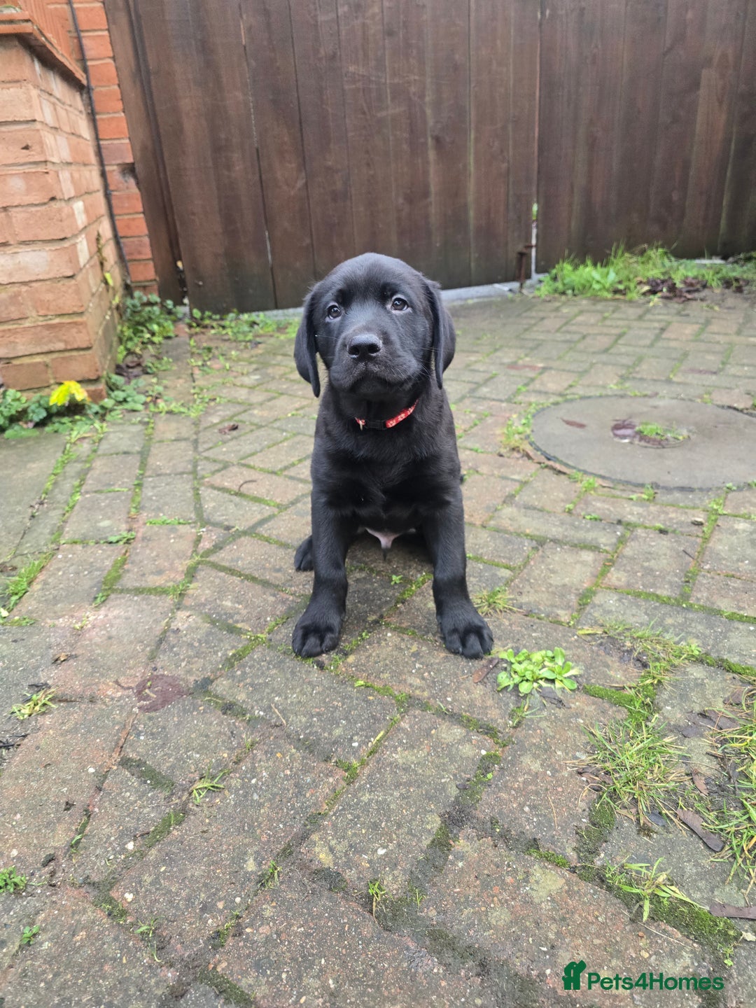 Labrador Retriever dogs for sale: Ready for home 🥰left last boy! - Advert 9