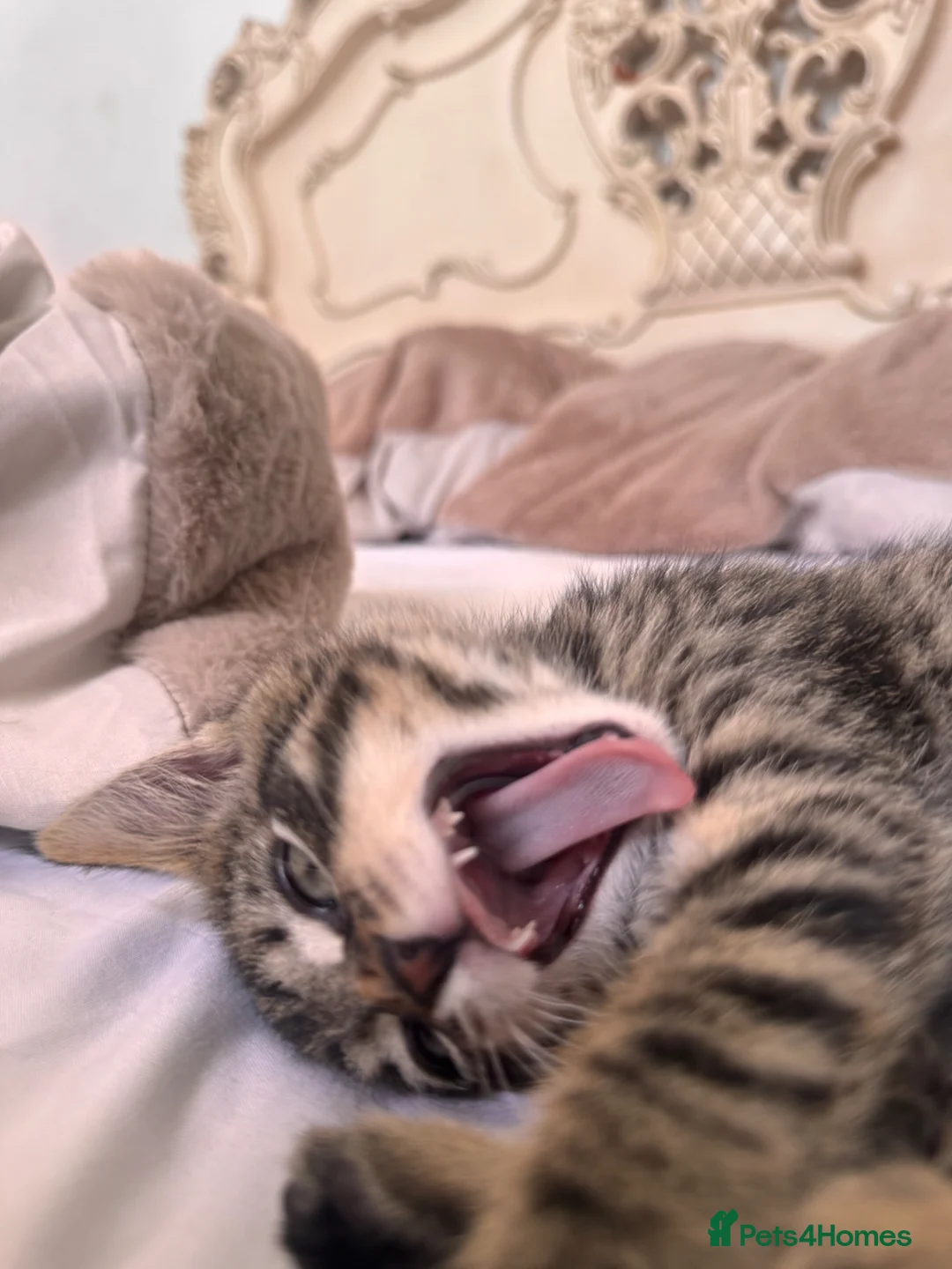 Mixed Breed cats for sale: tabby/russian blue mix female kitten in London - Advert 2