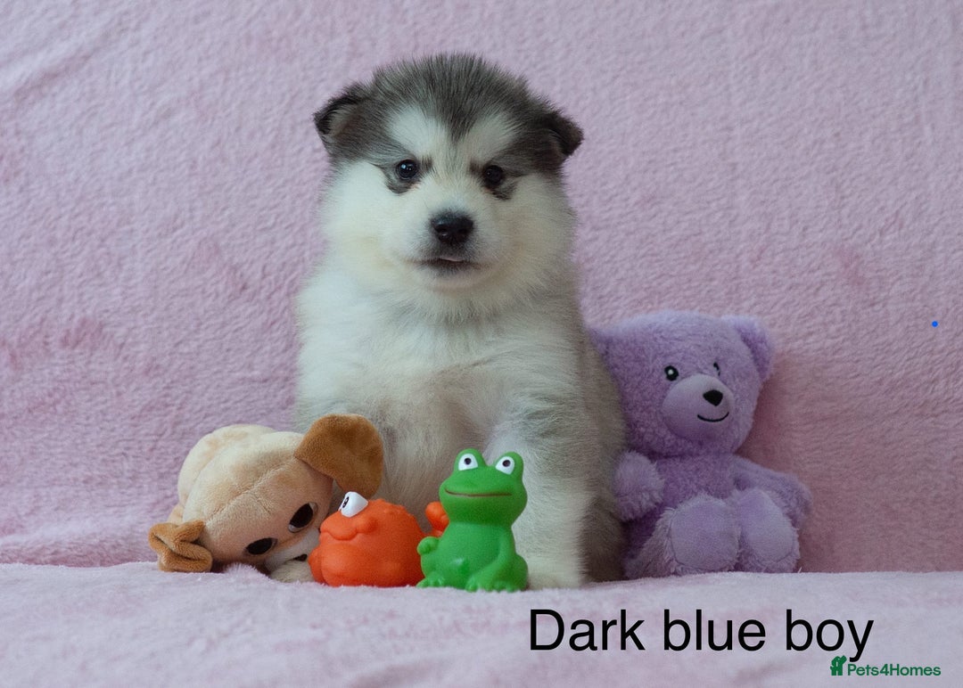 Alaskan Malamute dogs for sale: 🌟Beautiful pure malamutes💯 - Image 6