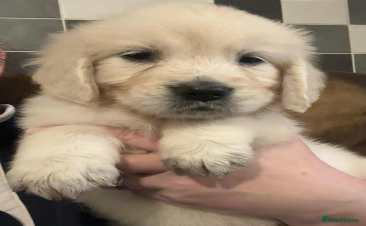 Golden Retriever dogs - Advert 1