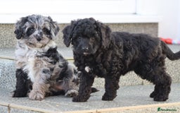 Cavapoo dogs for sale: Beautiful Cavapoochons for sale  - Image 12
