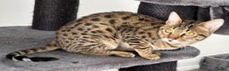 Savannah cats for sale: Three beautiful F5 SBT Savannah sisters - Advert 8