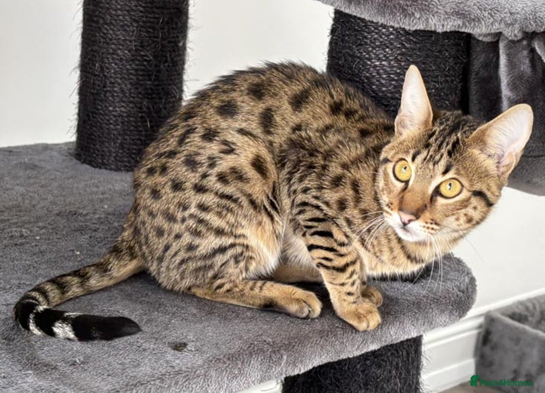 Savannah cats for sale: Three beautiful F5 SBT Savannah sisters - Advert 8