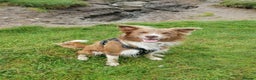 Border Collie dogs for stud: STUD DOGS PROVEN Red / Chocolate & Black and White in Bingley - Advert 18
