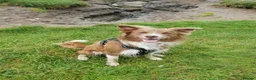 Border Collie dogs for stud: STUD DOGS PROVEN Red / Chocolate & Black and White in Bingley - Advert 18