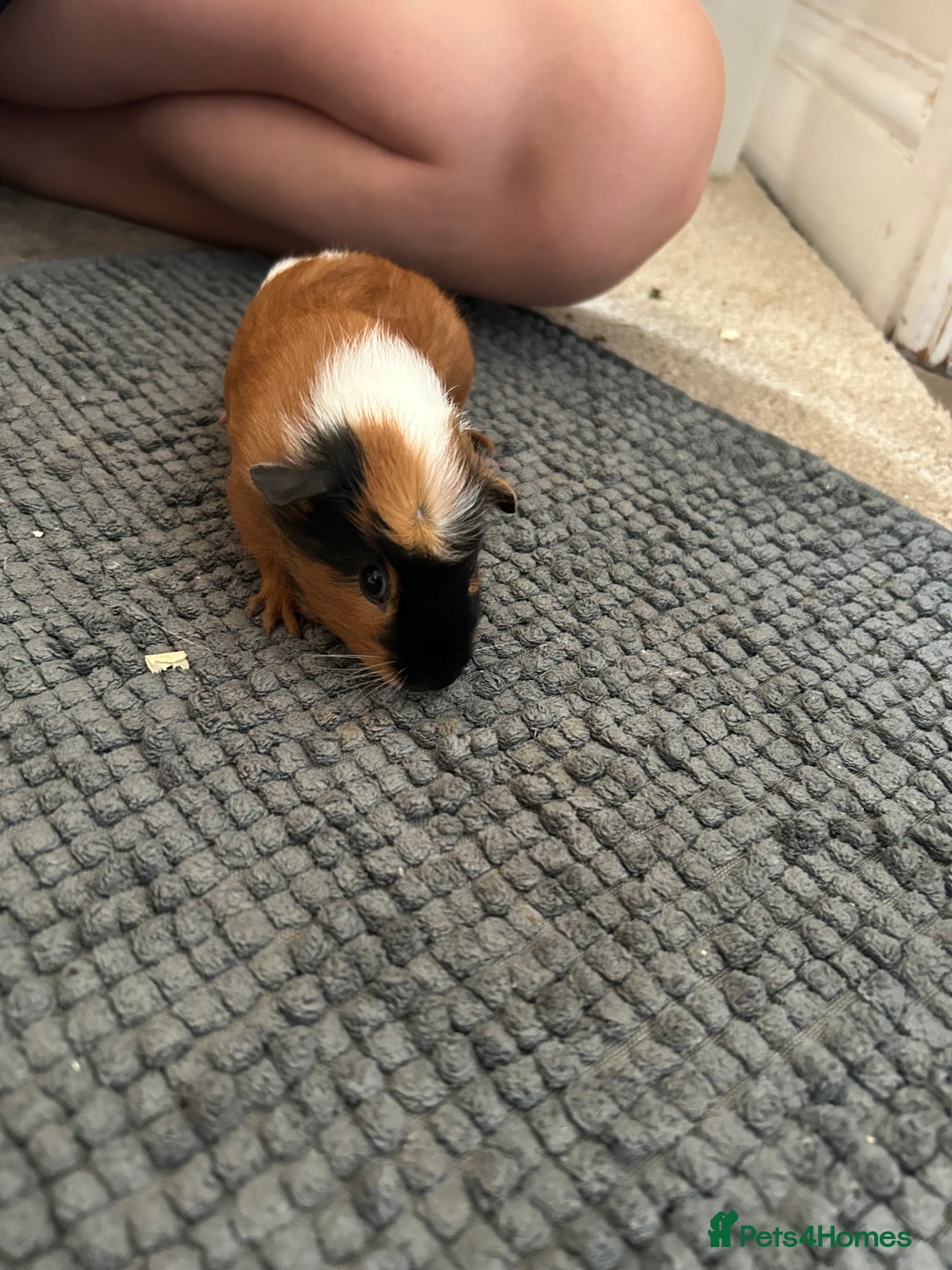 Guinea Pig rodents for sale: Guinea pigs for sale  - Image 16