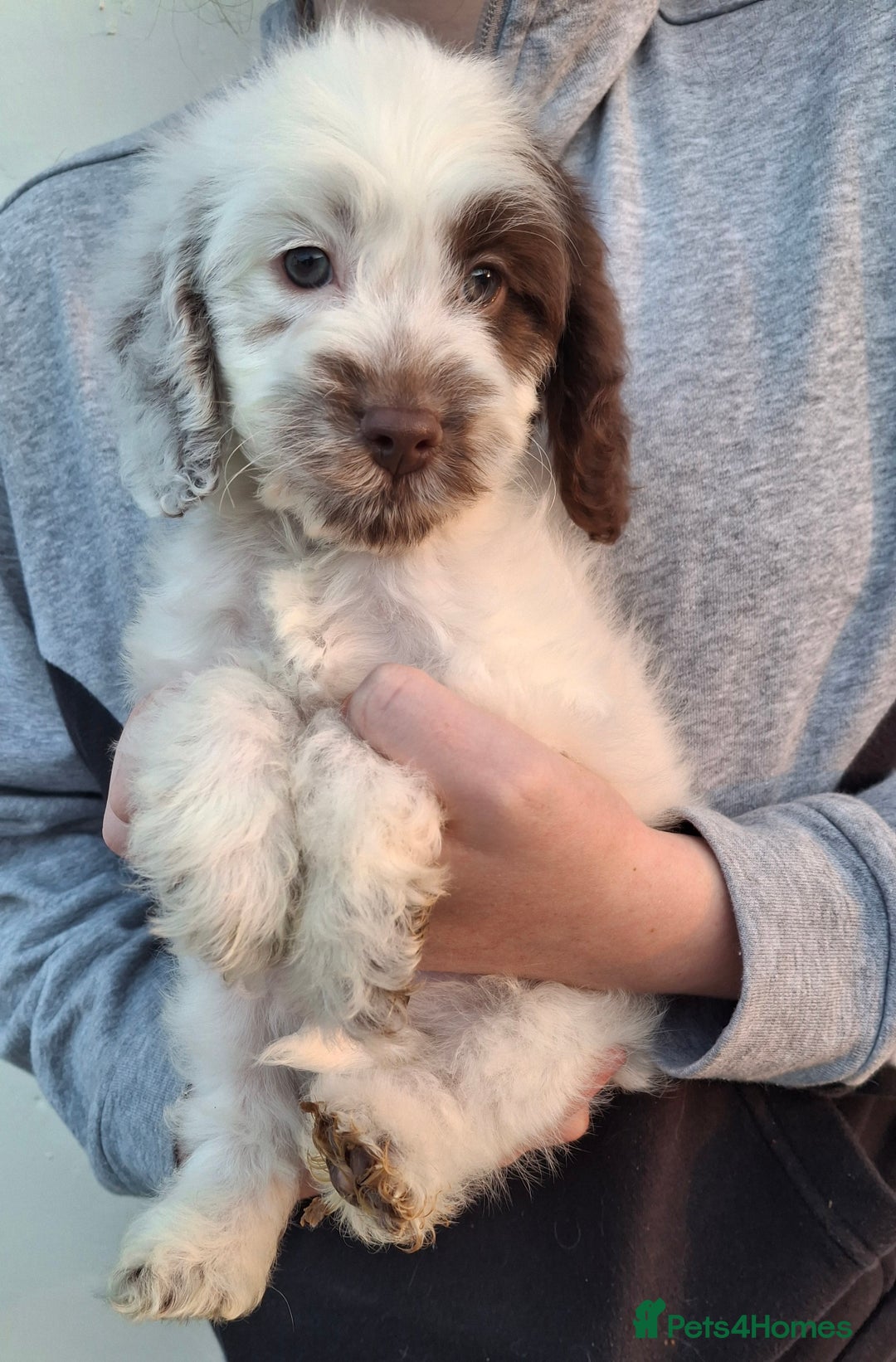 Cockapoo dogs for sale: Health tested show type cockapoo puppies! - Image 4