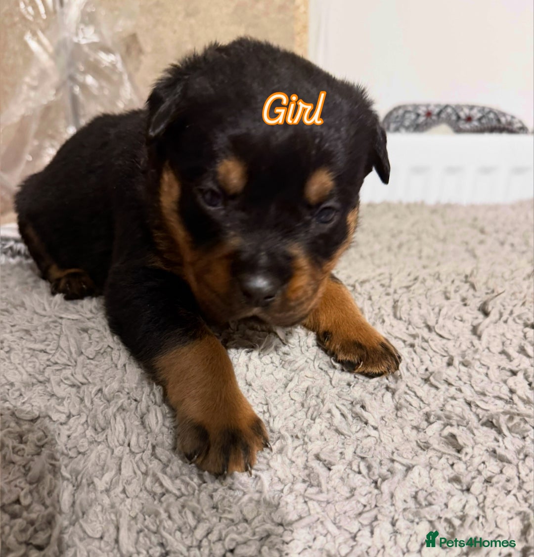 Mixed Breed dogs for sale: Boxweiller Puppies - Advert 15