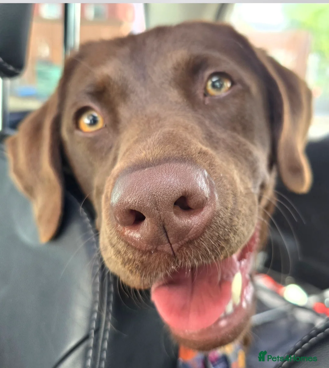 Labrador Retriever dogs for sale: Chocolate labour retriever - Advert 4