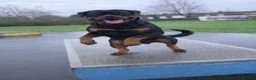 Rottweiler dogs for stud: 🔥 STUD AVAILABLE – BRUNO 🔥 in Hull - Advert 8