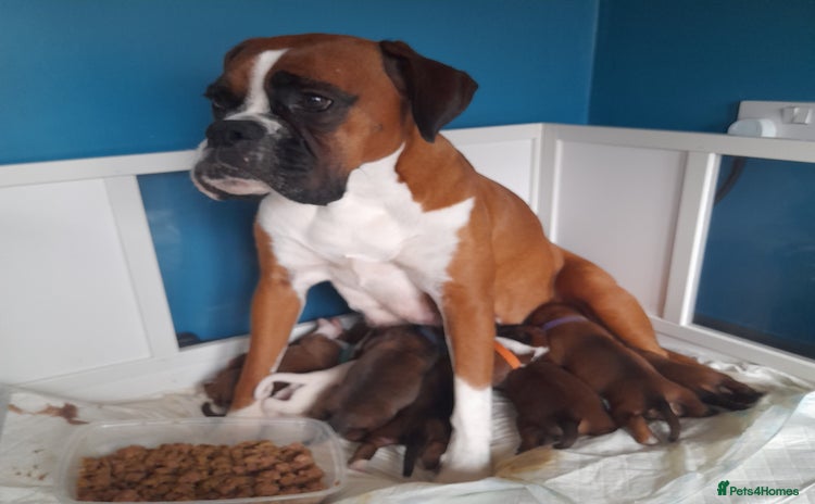 Boxer dogs - Advert 1