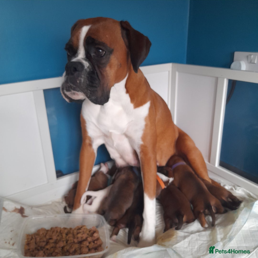 Boxer dogs for sale: Beautiful/Stunning Pedigree Boxer Puppies  - Image 1