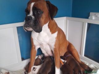 Boxer dogs - Advert 29