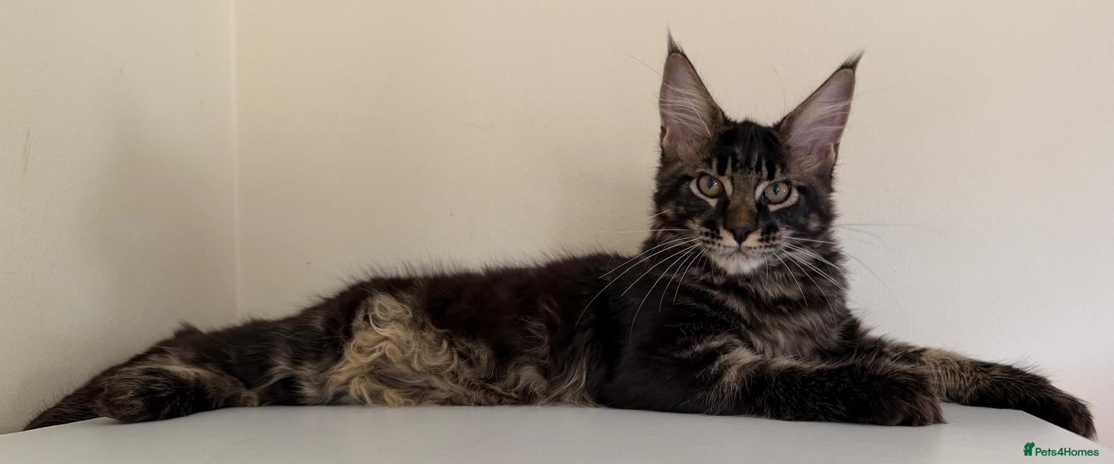 Maine Coon cats Ready for home pure bred maine coon kittens - Advert 13