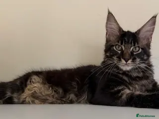 Maine Coon cats Ready for home pure bred maine coon kittens - Advert 13