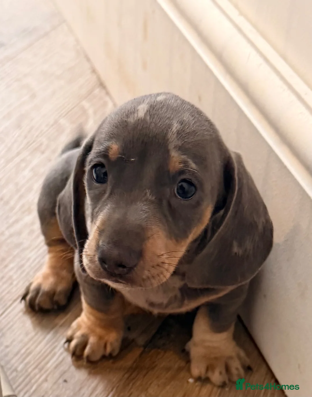 Dachshund dogs for sale: Miniture Dashcuand For Sale  - Advert 2