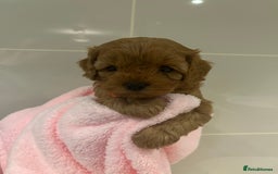 Cavapoo dogs for sale: 5⭐️ F1B Cavapoo’s - Image 18