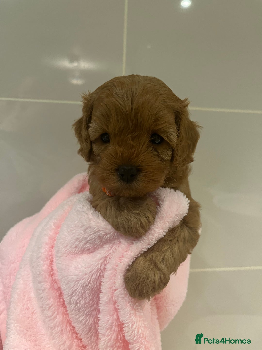 Cavapoo dogs for sale: 5⭐️ F1B Cavapoo’s - Image 18