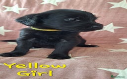 Australian Labradoodle dogs for sale: Miniture labradoodle puppies available  - Image 8