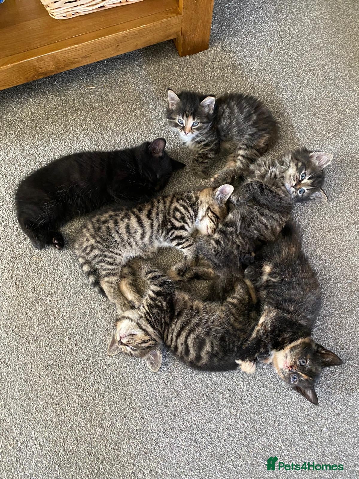 Mixed Breed cats Litter of 6 kittens ready to go to new homes! - Advert 2