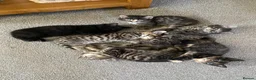 Mixed Breed cats for sale: Litter of 6 kittens ready to go to new homes! in Colchester - Advert 1