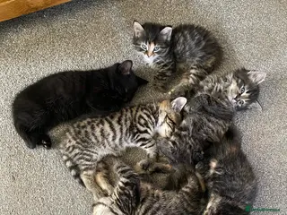 Mixed Breed cats Litter of 6 kittens ready to go to new homes! - Advert 7