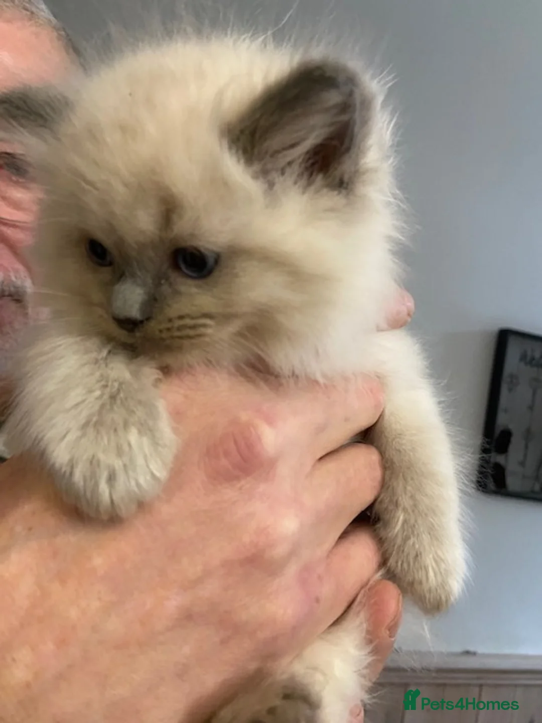 Ragdoll cats for stud: GCCF Reg. Blue point mitted Ragdoll Stud - JEEVES - Advert 11