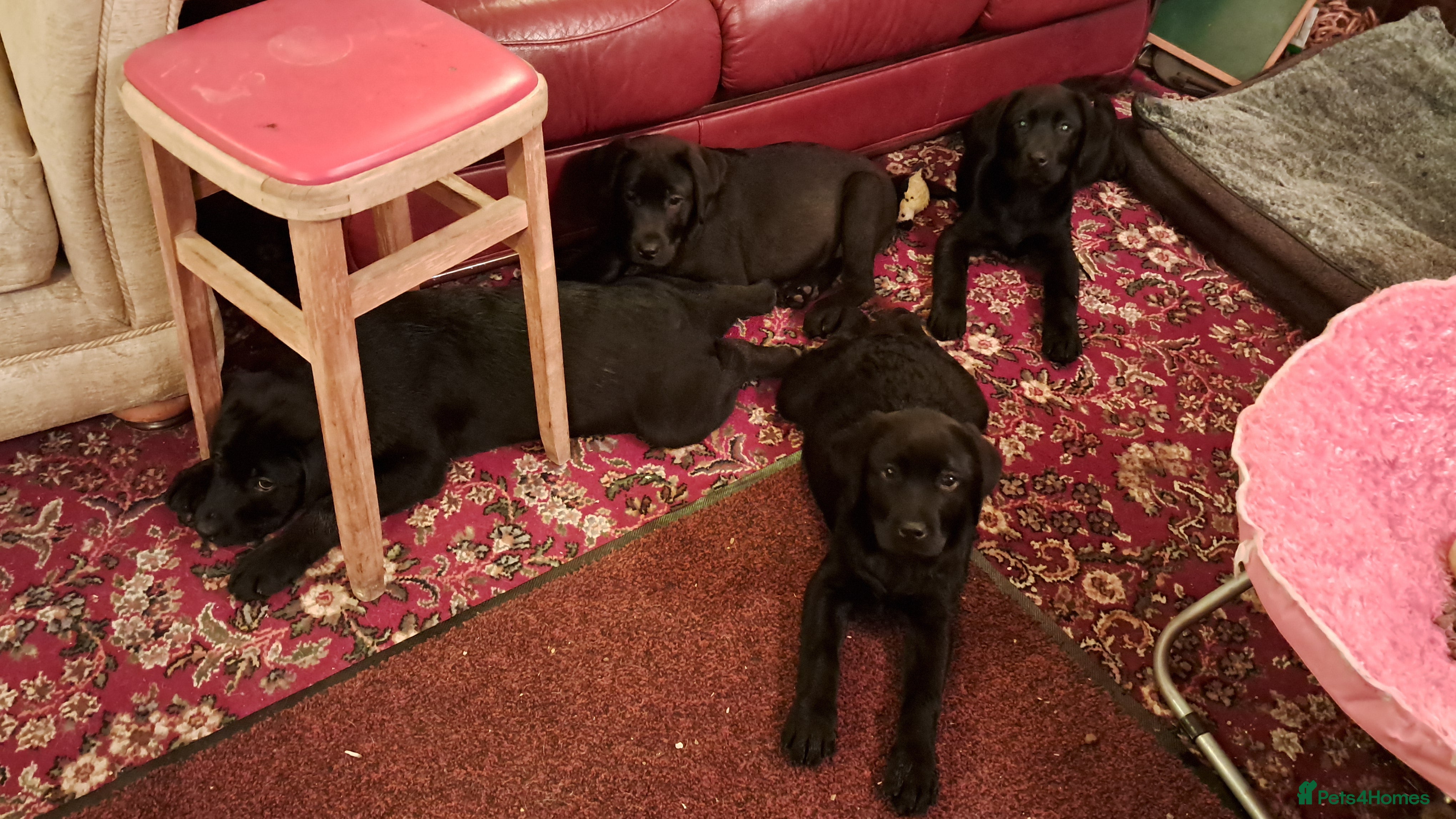 Labrador Retriever dogs Chunky well grown black Labrador puppies. KC, DNA. - Advert 1