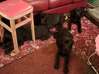 Labrador Retriever dogs for sale: Chunky well grown black Labrador puppies. KC, DNA. - Advert 2