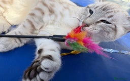Keetso cats for sale: Breath taking polydactyl curled eared girl  - Image 13