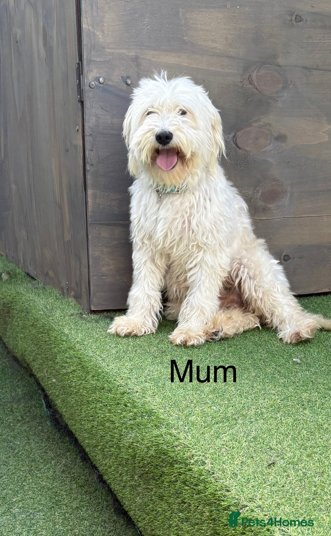 Cockapoo dogs for sale: F1B cockapoo (ready to go)  - Image 13