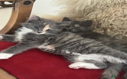 Ragdoll cats for sale: Gorgeous half pedigree Ragdoll kittens - Image 21