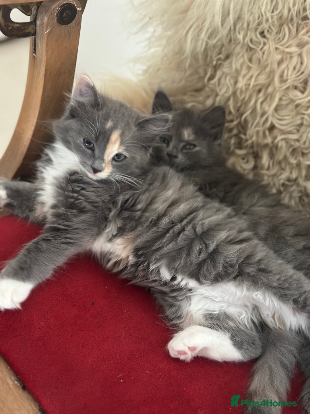 Ragdoll cats for sale: Gorgeous half pedigree Ragdoll kittens - Image 21