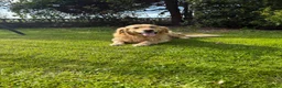Golden Retriever dogs for sale: Chunky golden retriever puppies, kc registered in Poulton-le-Fylde - Advert 26