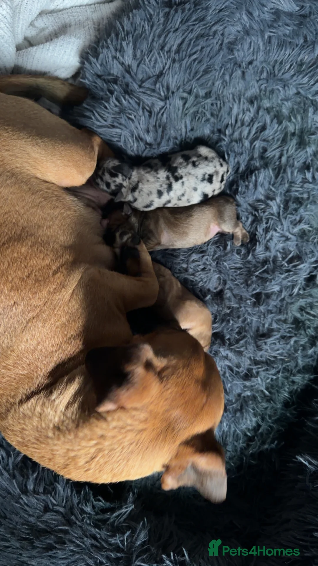 Jack Russell dogs for sale: Rare miniature jack Russell puppies  in Oldham - Advert 1