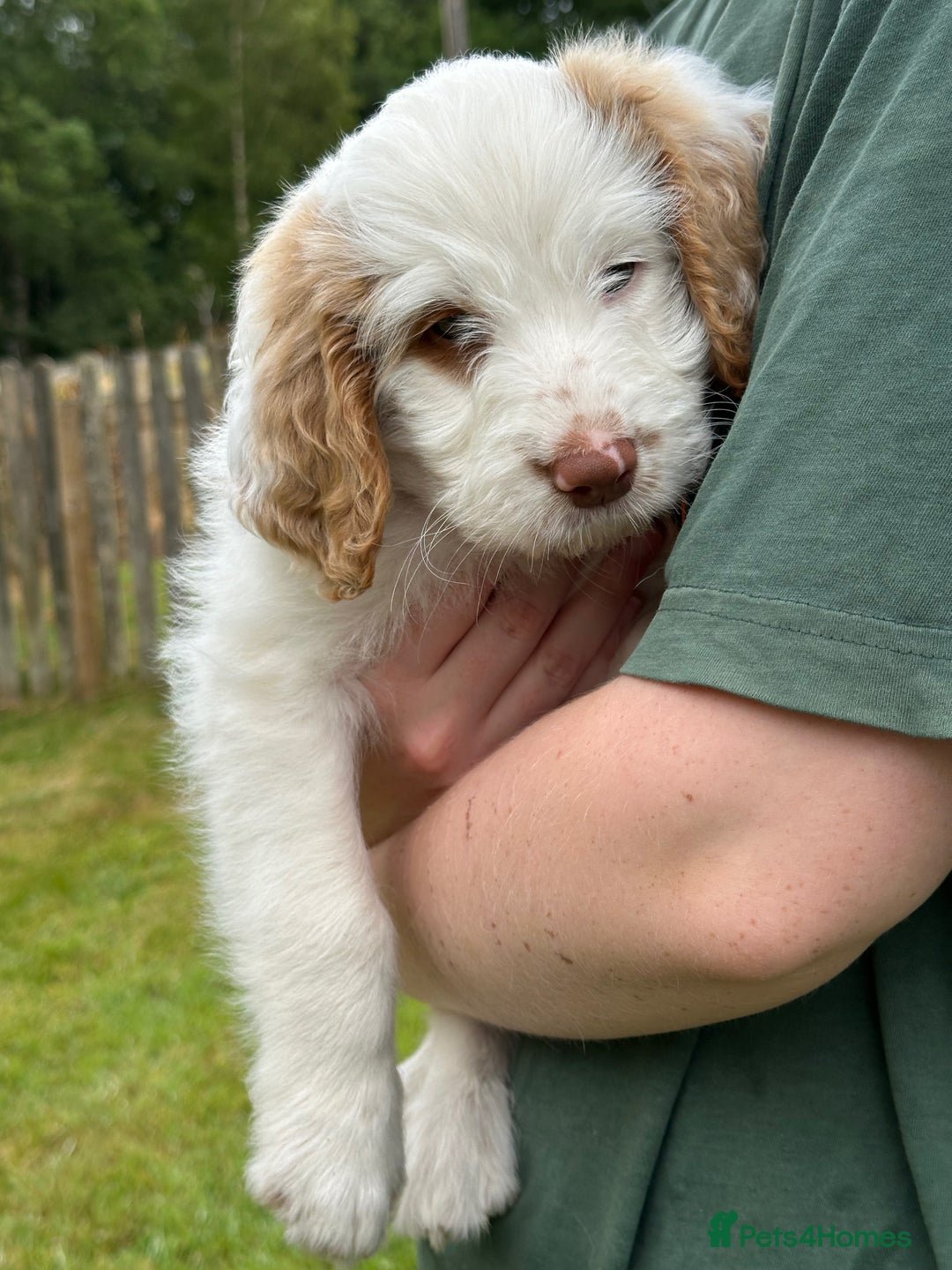 Labradoodle dogs for sale: Beautiful Puppies Ready for the Summer Holidays - Image 3