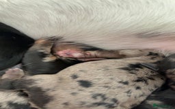 Jackapoo dogs for sale: Beautiful jackapoo’s  - Image 18