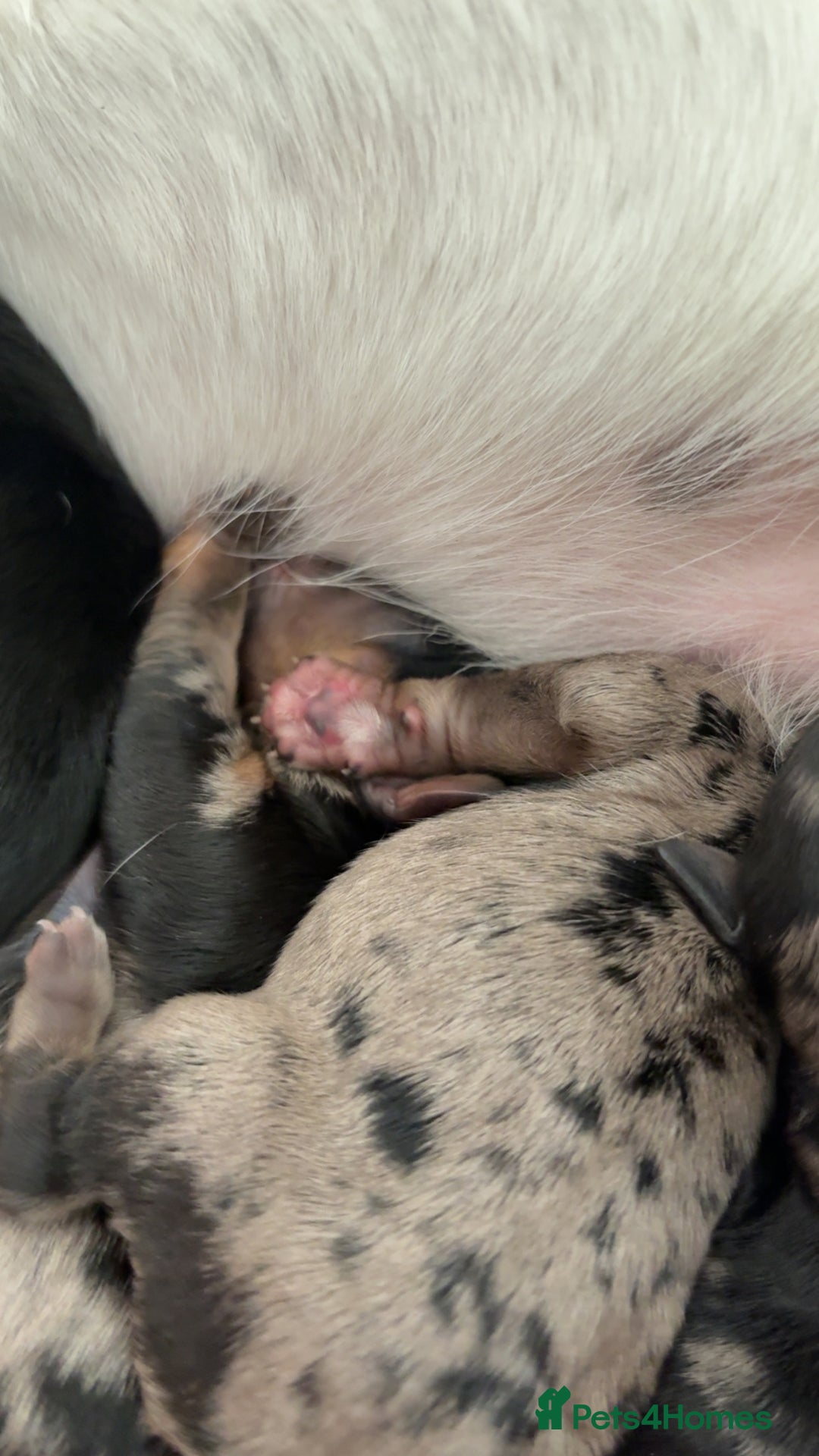 Jackapoo dogs for sale: Beautiful jackapoo’s  - Image 18