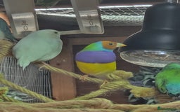 Finches birds for sale: Gouldian finches pairs  - Advert 17