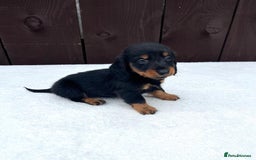 Miniature Dachshund dogs for sale: Dachshund puppies 5Boys  - Image 37