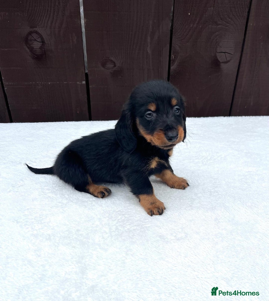 Miniature Dachshund dogs for sale: Dachshund puppies 5Boys  - Image 37