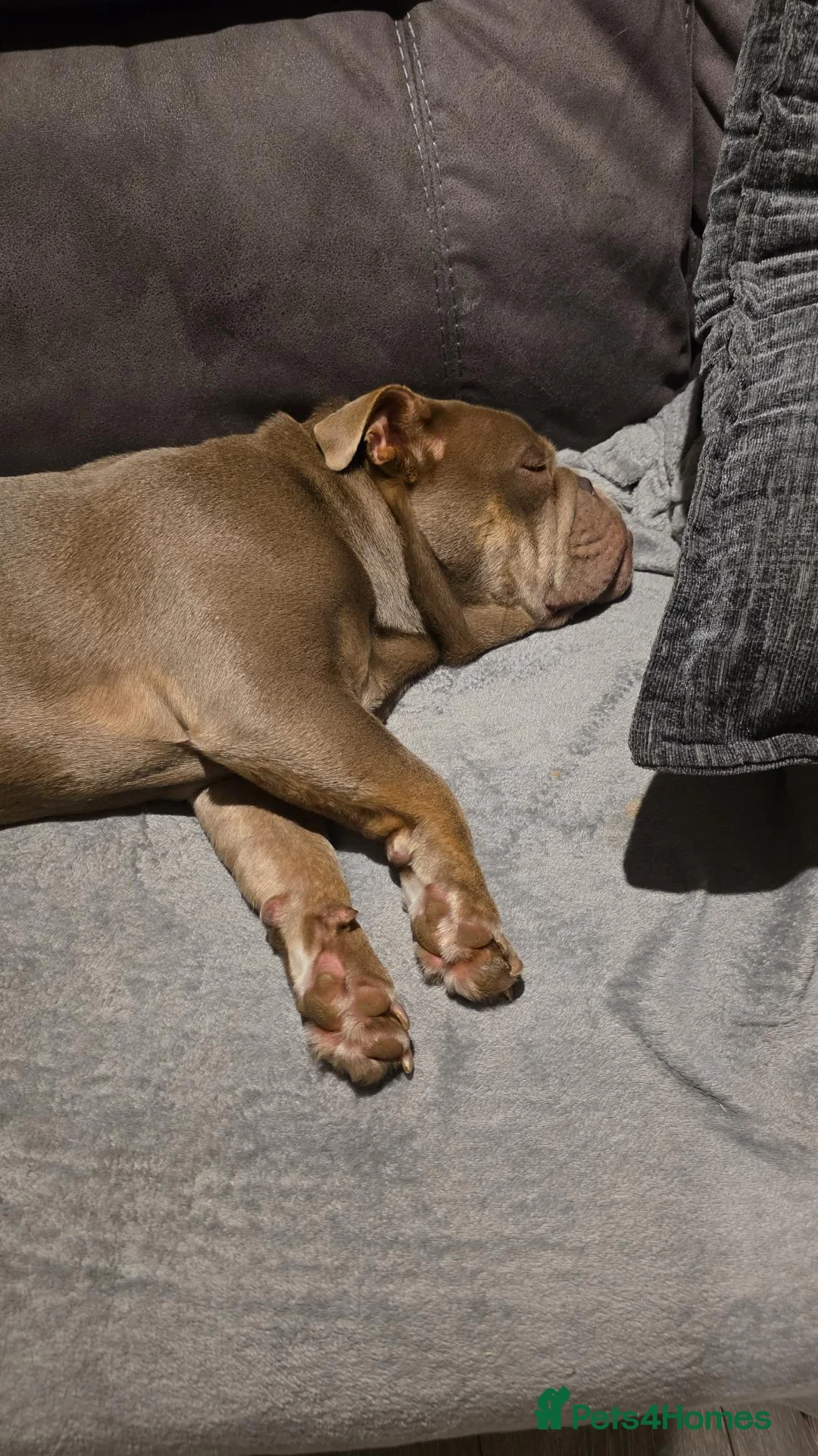 English Bulldog dogs for sale: 7 month old bulldog puppy  - Advert 7