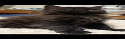 Maine Coon cats for sale: Beautiful TICA registered Maine coon kittens. - Advert 2