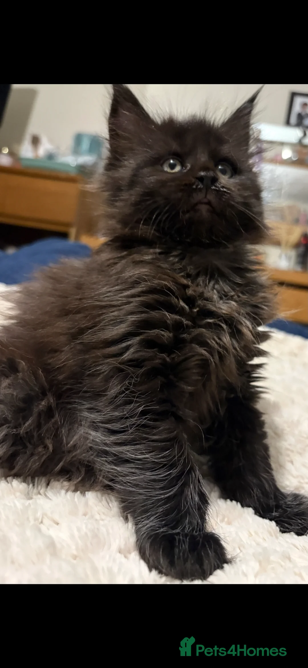 Maine Coon cats for sale: Beautiful TICA registered Maine coon kittens. - Advert 2