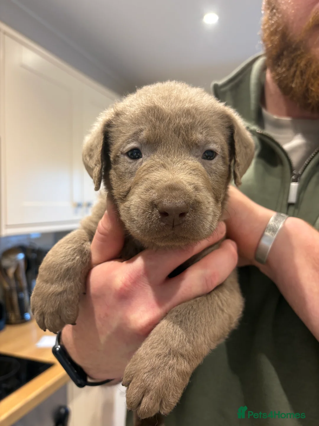 Labrador Retriever dogs for sale: Charcoal/silver Labrador puppies  - Advert 18