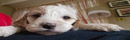 Cockapoo dogs for sale: Amazing Roan and Tri Colored F1 Cockapoos - Advert 21