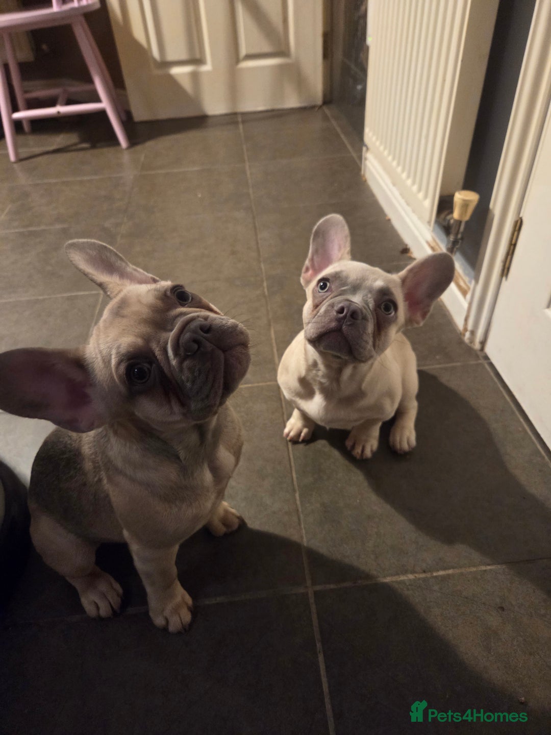 French Bulldog dogs for sale: Frenchies for sale - Advert 2