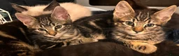 Maine Coon cats for sale: Gorgeous maincoon cross bengal baby girls - Advert 1