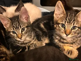 Maine Coon cats Gorgeous maincoon cross bengal baby girls - Advert 1
