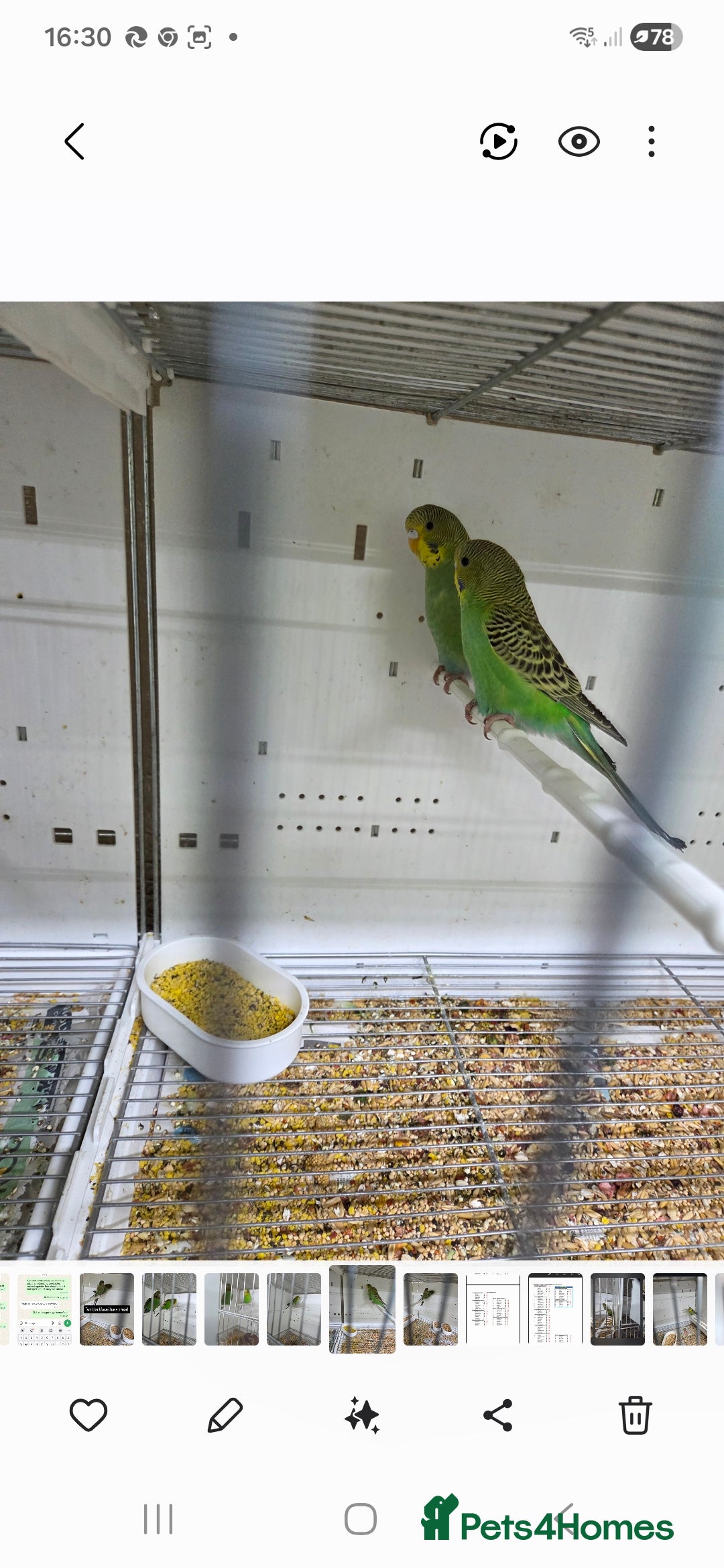 Budgerigars birds for sale: Budgies  - Advert 2